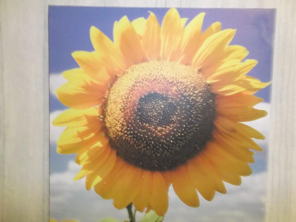 Nakšņošana un brokastis Rex *